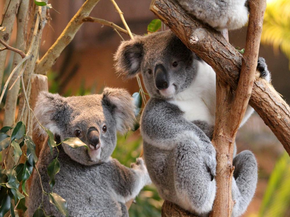 koalas du zoo de beauval