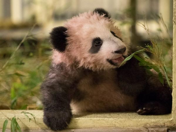 panda du zoo beauval à saint aignan